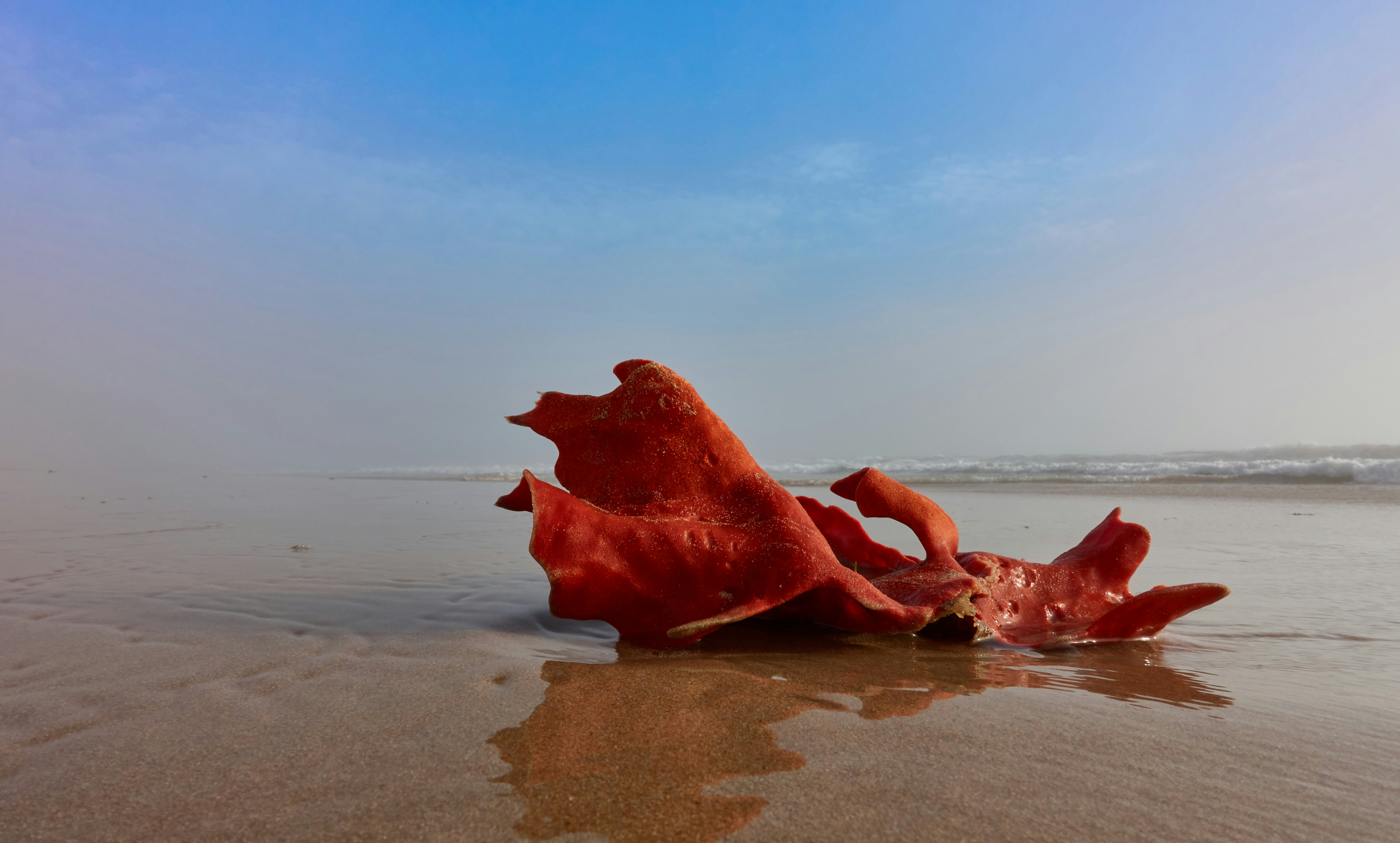 brown sea creature on brown sand during daytime